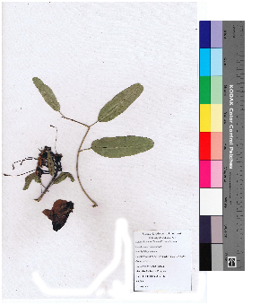  (Tecomella undulata - DNAFR000135)  @11 [ ] Copyright (2013) Gujarat Biodiversity Gene Bank, GSBTM, GoG, India. Gujarat Biodiversity Gene Bank, GSBTM, GoG, India.