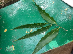  (Polyalthia longifolia - DNAFR000838)  @11 [ ] Copyright (2014) Fernando Martinez Gujarat Biodiversity Gene Bank, GSBTM, DST, GoG