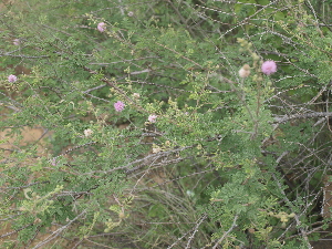  ( - DNAFR001004)  @11 [ ] Copyright (2015) Gujarat Biodiversity Gene Bank, GSBTM, DST, GoG Gujarat Biodiversity Gene Bank, GSBTM, DST, GoG