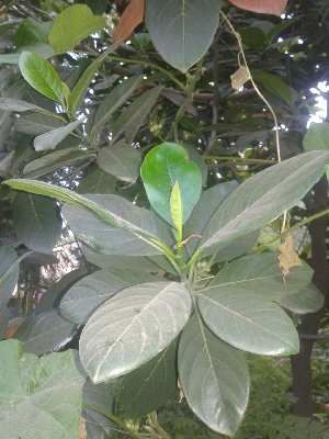  (Artocarpus heterophyllus - DNAFR000971)  @11 [ ] Copyright (2014) Gujarat Biodiversity Gene Bank, GSBTM, DST, GoG Gujarat Biodiversity Gene Bank, GSBTM, DST, GoG
