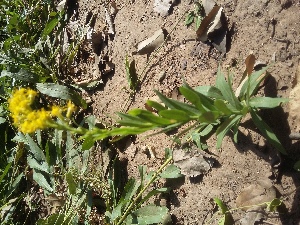  (Solidago canadensis - DNAFR001101)  @11 [ ] Copyright (2015) Gujarat Biodiversity Gene Bank, GSBTM, DST, GoG Gujarat Biodiversity Gene Bank, GSBTM, DST, GoG