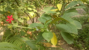  (Jatropha pandurifolia - DNAFR001360)  @11 [ ] Copyright (2015) Gujarat Biodiversity Gene Bank, GSBTM, DST, GoG Gujarat Biodiversity Gene Bank, GSBTM, DST, GoG