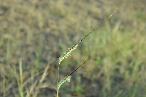  (Heteropogon contortus - DNAFR001399)  @11 [ ] Copyright (2016) Gujarat Biodiversity Gene Bank, GSBTM, DST, GoG Gujarat Biodiversity Gene Bank, GSBTM, DST, GoG