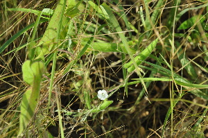  (Ipomoea eriocarpa - DNAFR000894)  @11 [ ] Copyright  Gujarat Biodiversity Gene Bank, GSBTM, DST, GoG Gujarat Biodiversity Gene Bank, GSBTM, DST, GoG