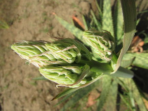  (Aloe madecassa - DNAFR001230)  @11 [ ] Copyright (2015) Gujarat Biodiversity Gene Bank, GSBTM, DST, GoG Gujarat Biodiversity Gene Bank, GSBTM, DST, GoG