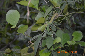  (Atylosia platycarpus - DNAFR001259)  @11 [ ] Copyright (2015) Gujarat Biodiversity Gene Bank, GSBTM, DST, GoG Gujarat Biodiversity Gene Bank, GSBTM, DST, GoG