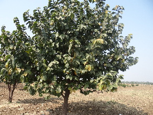  (Artocarpus lacucha - DNAFR001209)  @11 [ ] Copyright (2015) Gujarat Biodiversity Gene Bank, GSBTM, DST, GoG Gujarat Biodiversity Gene Bank, GSBTM, DST, GoG