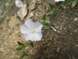  ( - DNAFR001549)  @11 [ ] Copyright (2016) Gujarat Biodiversity Gene Bank, GSBTM, DST, GoG Gujarat Biodiversity Gene Bank, GSBTM, DST, GoG