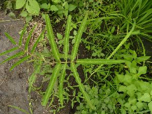  (Uraria - DNAFR001726)  @11 [ ] Copyright (2016) Gujarat Biodiversity Gene Bank, GSBTM, DST, GoG Gujarat Biodiversity Gene Bank, GSBTM, DST, GoG