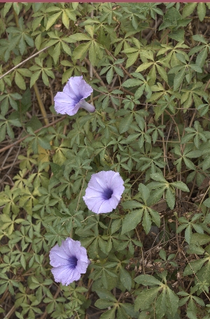  (Ipomoea cairica var. indica - DNAFR001623)  @11 [ ] Copyright (2016) Gujarat Biodiversity Gene Bank Gujarat Biodiversity Gene Bank