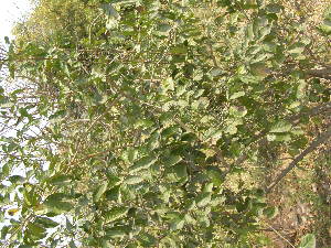  (Ehretia laevis - DNAFR001775)  @11 [ ] Copyright (2017) Gujarat Biodiversity Gene Bank, GSBTM, DST, GoG Gujarat Biodiversity Gene Bank, GSBTM, DST, GoG