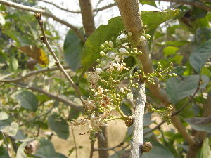  ( - DNAFR001775)  @11 [ ] Copyright (2017) Gujarat Biodiversity Gene Bank, GSBTM, DST, GoG Gujarat Biodiversity Gene Bank, GSBTM, DST, GoG