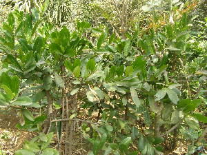  (Citharexylum spinosum - DNAFR001777)  @11 [ ] Copyright (2017) Gujarat Biodiversity Gene Bank, GSBTM, DST, GoG Gujarat Biodiversity Gene Bank, GSBTM, DST, GoG