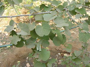  ( - DNAFR001778)  @11 [ ] Copyright (2017) Gujarat Biodiversity Gene Bank, GSBTM, DST, GoG Gujarat Biodiversity Gene Bank, GSBTM, DST, GoG