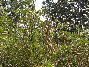  ( - DNAFR001814)  @11 [ ] Copyright (2017) Gujarat Biodiversity Gene Bank, GSBTM, DST, GoG Gujarat Biodiversity Gene Bank, GSBTM, DST, GoG