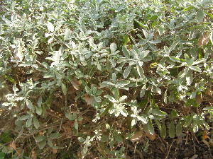  (Leucophyllum frutescens - DNAFR001824)  @11 [ ] Copyright (2017) Gujarat Biodiversity Gene Bank, GSBTM, DST, GoG Gujarat Biodiversity Gene Bank, GSBTM, DST, GoG