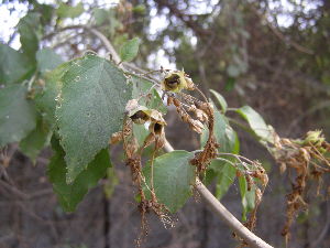  ( - DNAFR001830)  @11 [ ] Copyright (2017) Gujarat Biodiversity Gene Bank, GSBTM, DST, GoG Gujarat Biodiversity Gene Bank, GSBTM, DST, GoG