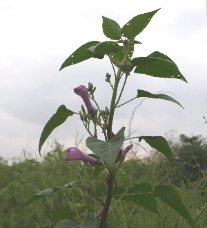  (Ipomoea fistulosa - DNAFR000675)  @11 [ ] Copyright (2014) Gujarat Biodiversity Gene Bank, GSBTM, DST, GoG Gujarat Biodiversity Gene Bank, GSBTM, DST, GoG