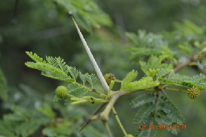  (Acacia nilotica subsp subalata - DNAFR000173)  @11 [ ] Copyright (2014) Gujarat Biodiversity Gene Bank, GSBTM, DST, GoG Gujarat Biodiversity Gene Bank, GSBTM, DST, GoG
