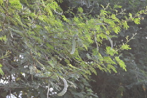  (Acacia nilotica subsp indica - DNAFR000178)  @11 [ ] Copyright (2014) Gujarat Biodiversity Gene Bank, GSBTM, DST, GoG Gujarat Biodiversity Gene Bank, GSBTM, DST, GoG