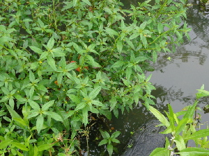  (Ludwigia octavalis - DNAFR000238)  @11 [ ] Copyright (2014) Gujarat Biodiversity Gene Bank, GSBTM, DST, GoG Gujarat Biodiversity Gene Bank, GSBTM, DST, GoG