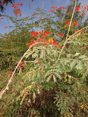 (Cassia roxburghii - DNAFR000659)  @11 [ ] Copyright (2014) Gujarat Biodiversity Gene Bank, GSBTM, DST, GoG Gujarat Biodiversity Gene Bank, GSBTM, DST, GoG
