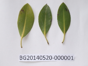  (Rhizophora mucronata - DNAFR000720)  @11 [ ] Copyright (2014) Gujarat Biodiversity Gene Bank, GSBTM, DST, GoG Gujarat Biodiversity Gene Bank, GSBTM, DST, GoG