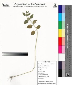  (Leucas martinicensis - DNAFR000027)  @11 [ ] Copyright (2011) Gujarat Biodiversity Gene Bank Gujarat Biodiversity Gene Bank
