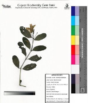  (Ruellia tuberosa - DNAFR000034)  @14 [ ] Copyright (2011) Gujarat Biodiversity Gene Bank Gujarat Biodiversity Gene Bank
