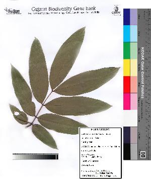  (Saraca indica - DNAFR000077)  @11 [ ] Copyright (2012) Unspecified Gujarat State Biotechnology Mission
