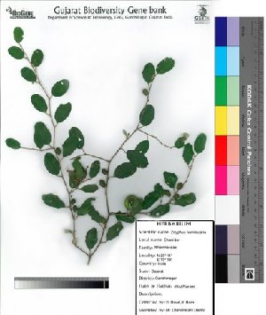  (Zizyphus nummularia - DNAFR000046)  @11 [ ] Copyright (2011) Gujarat Biodiversity Gene Bank Gujarat Biodiversity Gene Bank