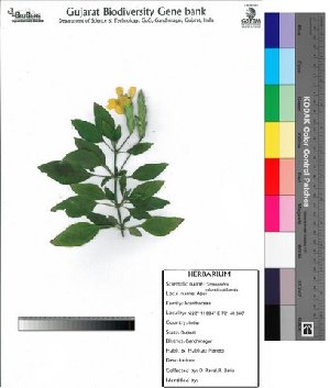 (Crossandra infundibuliformis - DNAFR000024)  @14 [ ] Copyright (2011) Gujarat Biodiversity Gene Bank Gujarat Biodiversity Gene Bank