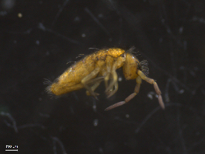  ( - 11982-A11)  @11 [ ] CreativeCommons - Attribution (2010) David Porco Centre for Biodiversity Genomics