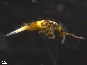  ( - 12038-B09)  @11 [ ] CreativeCommons - Attribution (2010) David Porco Centre for Biodiversity Genomics