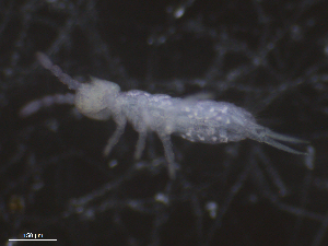  ( - 16711-B12)  @14 [ ] CreativeCommons - Attribution (2010) David Porco Centre for Biodiversity Genomics