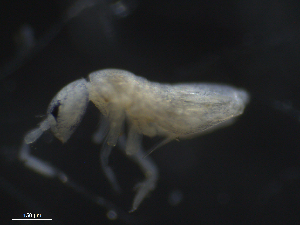  (Parisotoma notabilis L2 - 16709-D08)  @14 [ ] CreativeCommons - Attribution (2010) David Porco Centre for Biodiversity Genomics