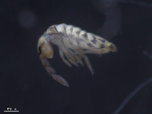  ( - 11982-F07)  @14 [ ] CreativeCommons - Attribution (2010) David Porco Centre for Biodiversity Genomics