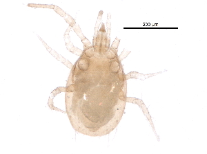  (Proprioseiopsis sp. JCS40 - BIOUG23545-D12)  @14 [ ] CreativeCommons - Attribution (2015) CBG Photography Group Centre for Biodiversity Genomics