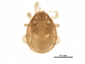  (Proprioseiopsis - BIOUG23550-C07)  @14 [ ] CreativeCommons - Attribution (2015) CBG Photography Group Centre for Biodiversity Genomics