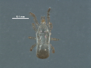  ( - BIOUG31163-D06)  @11 [ ] CreativeCommons - Attribution (2017) CBG Photography Group Centre for Biodiversity Genomics