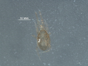  ( - BIOUG31163-F06)  @11 [ ] CreativeCommons - Attribution (2017) CBG Photography Group Centre for Biodiversity Genomics