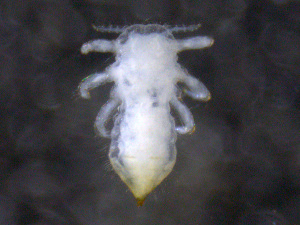  ( - BIOUG32117-D01)  @11 [ ] CreativeCommons - Attribution (2018) CBG Photography Group Centre for Biodiversity Genomics