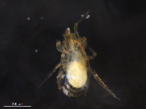  ( - BIOUG34359-E12)  @11 [ ] CreativeCommons - Attribution (2019) CBG Photography Group Centre for Biodiversity Genomics