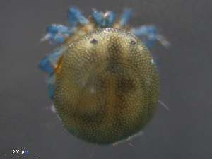  ( - BIOUG23252-A06)  @11 [ ] CreativeCommons - Attribution (2015) Centre for Biodiversity Genomics Centre for Biodiversity Genomics