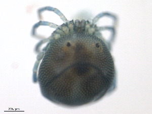  ( - BIOUG27038-G04)  @11 [ ] CreativeCommons - Attribution (2016) CBG Photography Group Centre for Biodiversity Genomics