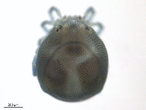  ( - BIOUG27038-G05)  @11 [ ] CreativeCommons - Attribution (2016) CBG Photography Group Centre for Biodiversity Genomics
