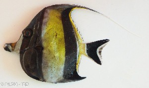  ( - P07311933)  @11 [ ] CreativeCommons Attribution ShareAlike (2021) Institut Halieutique et des Sciences Marines Institut Halieutique et des Sciences Marines