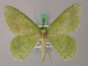  ( - BC ZSM Lep 58162)  @11 [ ] by-nc-sa (2025) SNSB, Staatliche Naturwissenschaftliche Sammlungen Bayerns ZSM (SNSB, Zoologische Staatssammlung Muenchen)