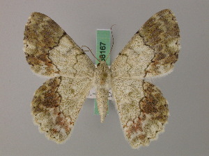  ( - BC ZSM Lep 58166)  @11 [ ] by-nc-sa (2025) SNSB, Staatliche Naturwissenschaftliche Sammlungen Bayerns ZSM (SNSB, Zoologische Staatssammlung Muenchen)