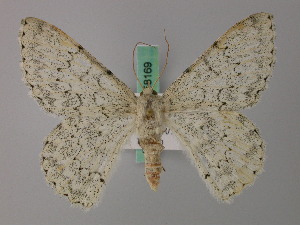  ( - BC ZSM Lep 58168)  @11 [ ] by-nc-sa (2025) SNSB, Staatliche Naturwissenschaftliche Sammlungen Bayerns ZSM (SNSB, Zoologische Staatssammlung Muenchen)